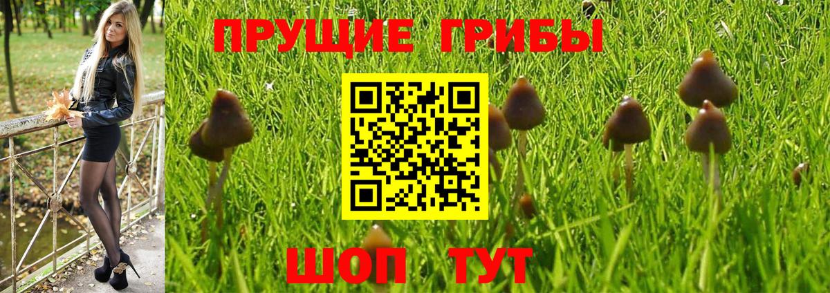 Псилоцибиновые грибы Psilocybe Чистополь