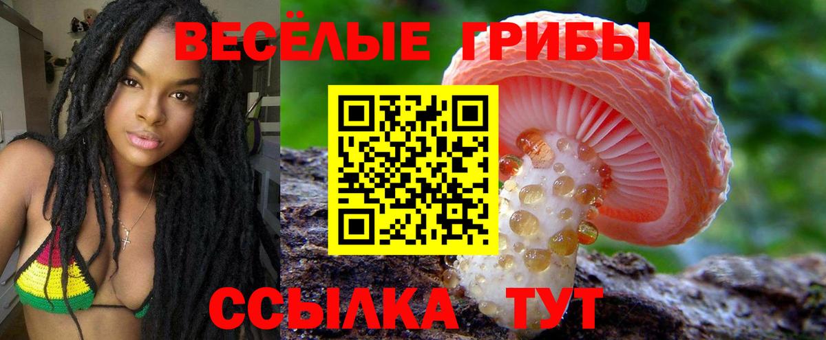 Чистополь  Псилоцибиновые грибы прущие грибы  Вход с VPN  Псилоцибиновые грибы GOLDEN TEACHER 